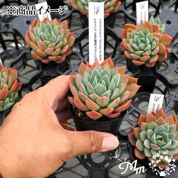 176:Echeveria 'Yamato-no-bara'(エケベリア 大和の薔薇(ヤマトノバラ))６㎝ポット[多肉植物]