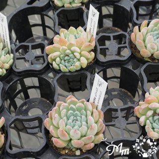 177:Echeveria 'Kessel-no-bara'(٥ꥢ (åΥХ))ѥݥå[¿ʪ]<img class='new_mark_img2' src='https://img.shop-pro.jp/img/new/icons6.gif' style='border:none;display:inline;margin:0px;padding:0px;width:auto;' />