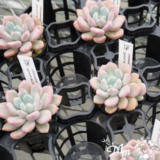 179:Echeveria 'Orange Sherbet'(٥ꥢ 󥸥㡼٥å)ѥݥå[¿ʪ]<img class='new_mark_img2' src='https://img.shop-pro.jp/img/new/icons6.gif' style='border:none;display:inline;margin:0px;padding:0px;width:auto;' />