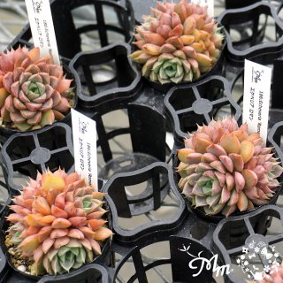 186:Echeveria 'Roman'(٥ꥢ ޥ)ѥݥå[¿ʪ]<img class='new_mark_img2' src='https://img.shop-pro.jp/img/new/icons6.gif' style='border:none;display:inline;margin:0px;padding:0px;width:auto;' />