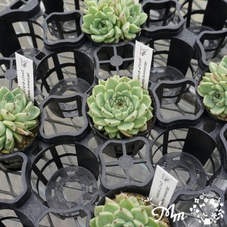 188:Echeveria 'Galactor'(٥ꥢ 饯)ѥݥå[¿ʪ]<img class='new_mark_img2' src='https://img.shop-pro.jp/img/new/icons6.gif' style='border:none;display:inline;margin:0px;padding:0px;width:auto;' />