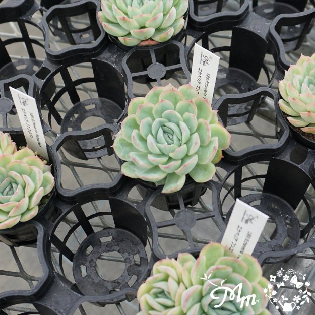 189:Echeveria 'Funyuban'(٥ꥢ ե楦Х)ѥݥå[¿ʪ]