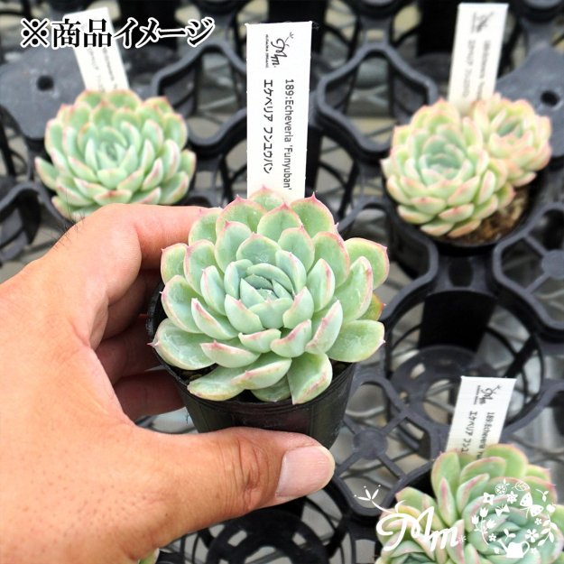 189:Echeveria 'Funyuban'(٥ꥢ ե楦Х)ѥݥå[¿ʪ]