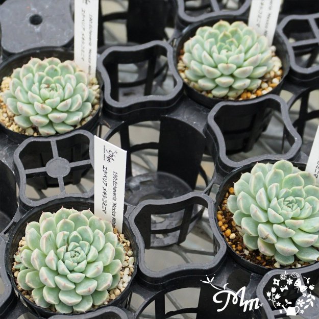 190:Echeveria 'Mexico Minima'(٥ꥢ ᥭߥ˥)ѥݥå[¿ʪ]