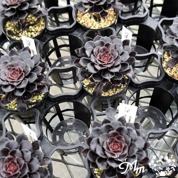 191:Aeonium arboreum(˥ ˡ(ۥ))ѥݥå[¿ʪ]<img class='new_mark_img2' src='https://img.shop-pro.jp/img/new/icons6.gif' style='border:none;display:inline;margin:0px;padding:0px;width:auto;' />