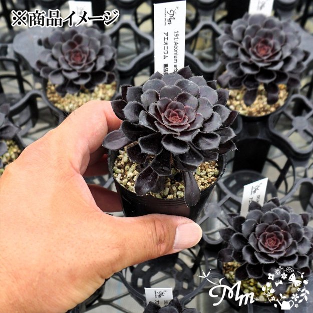 191:Aeonium arboreum(˥ ˡ(ۥ))ѥݥå[¿ʪ]<img class='new_mark_img2' src='https://img.shop-pro.jp/img/new/icons6.gif' style='border:none;display:inline;margin:0px;padding:0px;width:auto;' />