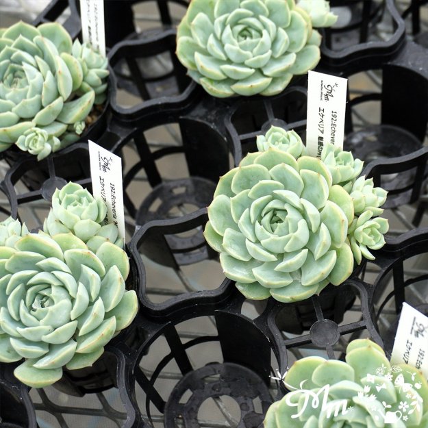 192:Echeveria 'Miwakunotsuki'(٥ꥢ ̥Ǥη(ߥ說Υĥ))ѥݥå[¿ʪ]