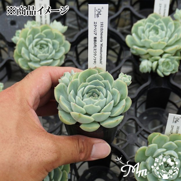 192:Echeveria 'Miwakunotsuki'(٥ꥢ ̥Ǥη(ߥ說Υĥ))ѥݥå[¿ʪ]