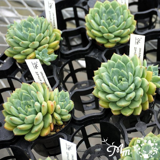 194:Echeveria 'Scarlet'(٥ꥢ å)ѥݥå[¿ʪ]