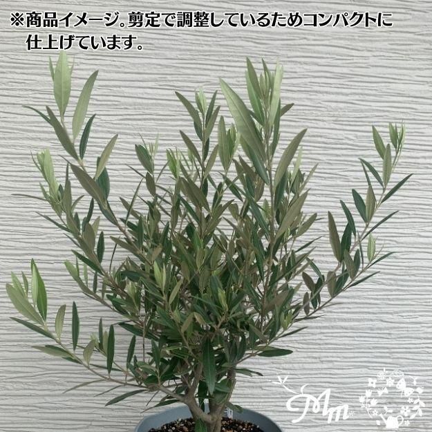 オリーブ（ひなかぜ） オリーブ・ひなかぜ L | 観葉植物の通販 AND PLANTS (アンド