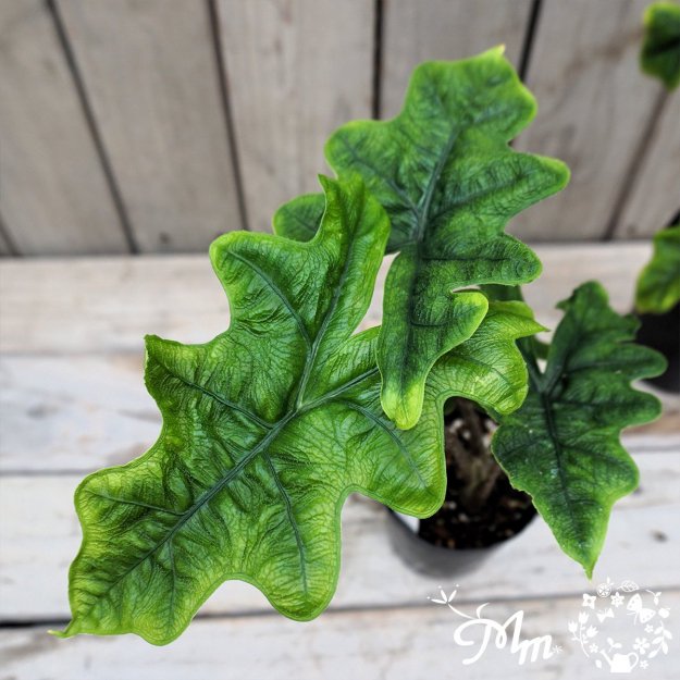 Alocasia 'Jacklyn'(アロカシア：ジャクリン)9㎝ロングポット苗[観葉植物]