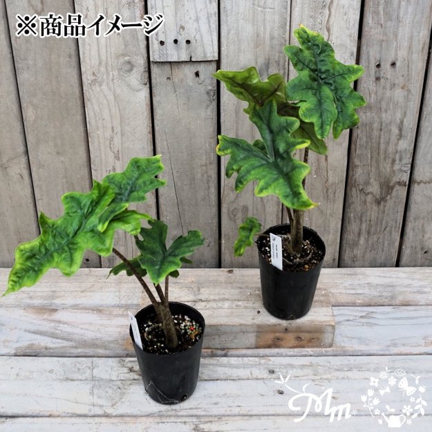 Alocasia 'Jacklyn'(アロカシア：ジャクリン)9㎝ロングポット苗[観葉植物]