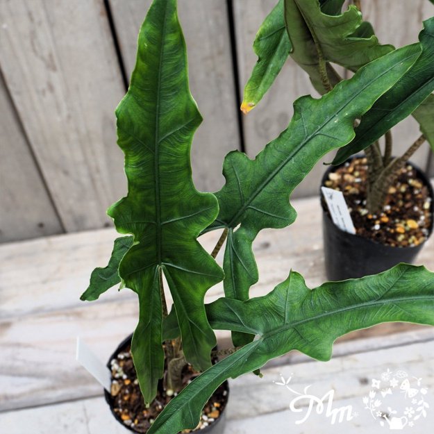 Alocasia 'Sabrina narrow'(֥ ʥ)9ѥ󥰥ݥå[տʪ]