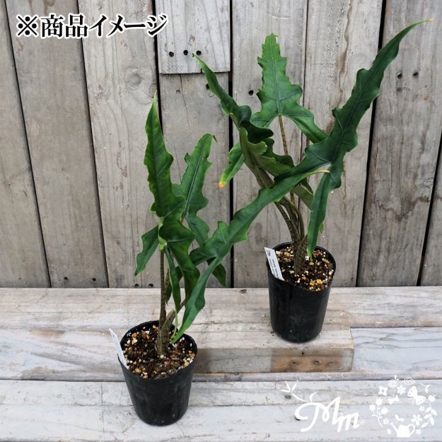 Alocasia 'Sabrina narrow'(֥ ʥ)9ѥ󥰥ݥå[տʪ]