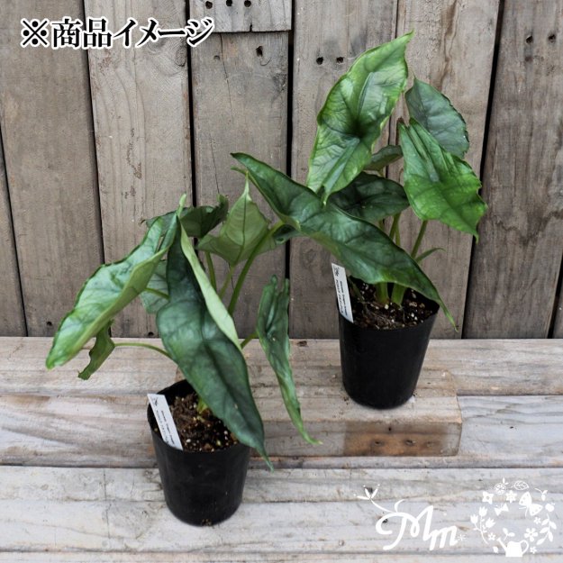 Alocasia 'Dragon breath'(ɥ饴֥쥹)9ѥ󥰥ݥå[տʪ]