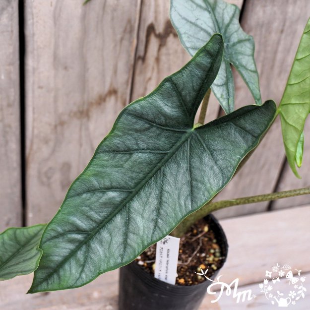 Alocasia 'Heterophylla silver'(إƥե С)9ѥ󥰥ݥå[տʪ]