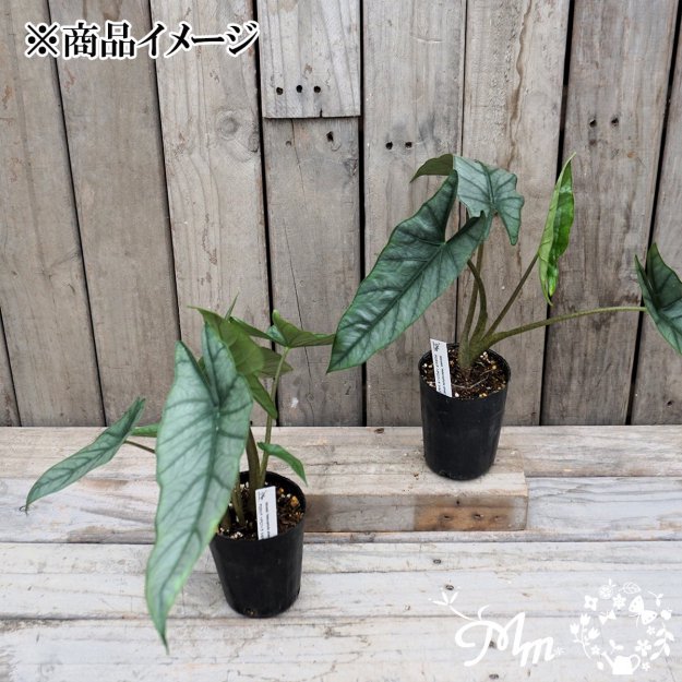 Alocasia 'Heterophylla silver'(アロカシア：ヘテロフィラ シルバー)9㎝ロングポット苗[観葉植物]