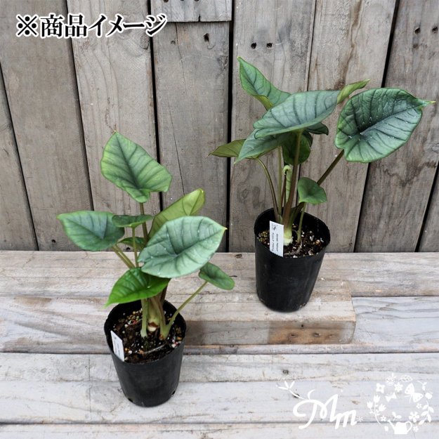 Alocasia 'Platinum'(ץʥ)9ѥ󥰥ݥå[տʪ]