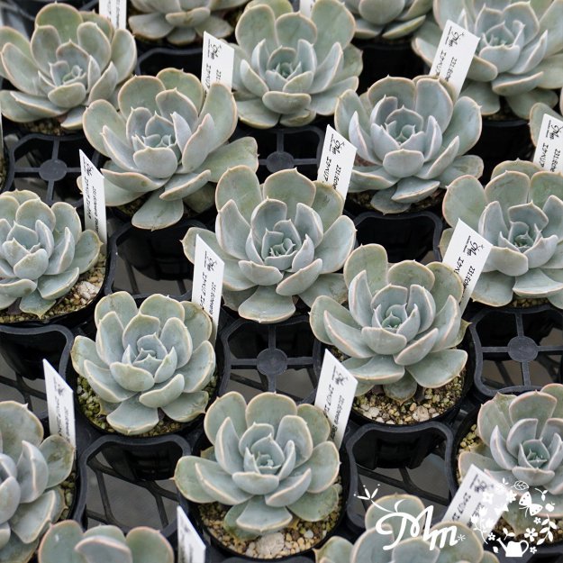 231:Echeveria 'Electra'(٥ꥢ 쥯ȥ)ѥݥå[¿ʪ]