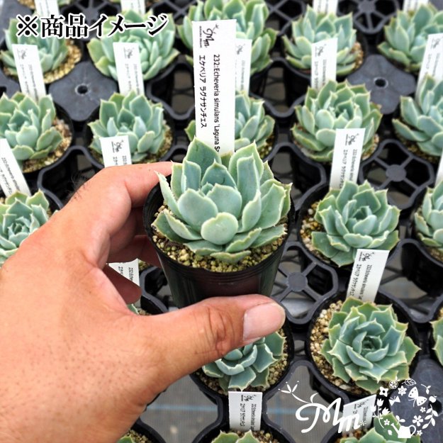 232:Echeveria simulans 'Laguna Sanchez'(٥ꥢ  饰ʥ)ѥݥå[¿ʪ]<img class='new_mark_img2' src='https://img.shop-pro.jp/img/new/icons29.gif' style='border:none;display:inline;margin:0px;padding:0px;width:auto;' />