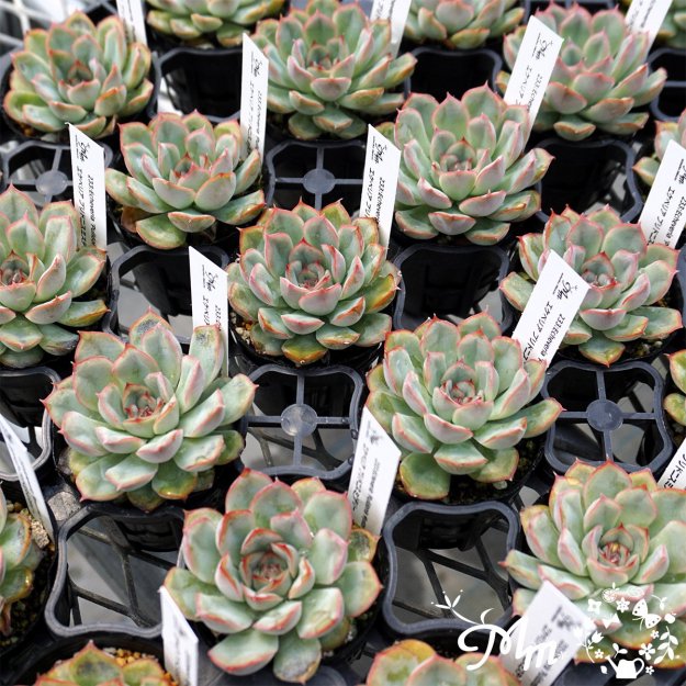 233:Echeveria 'Pulidonis Mystery'(٥ꥢ ץɥ˥ߥƥ꡼)ѥݥå[¿ʪ]