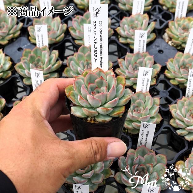 233:Echeveria 'Pulidonis Mystery'(エケベリア プリドニス