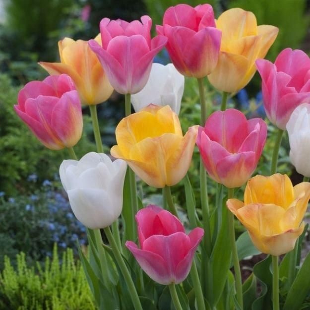 チューリップ球根➕さつまいもの葉っぱ チューリップ・ミスティックファンアイク| 種・苗・ガーデニング