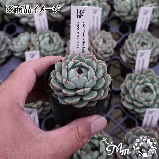 234:Echeveria 'Ben Badis'(٥ꥢ ٥Хǥ)ѥݥå[¿ʪ]<img class='new_mark_img2' src='https://img.shop-pro.jp/img/new/icons6.gif' style='border:none;display:inline;margin:0px;padding:0px;width:auto;' />