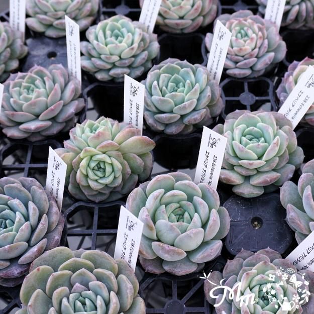 238:Echeveria 'Apparition'(エケベリア アパリション)6