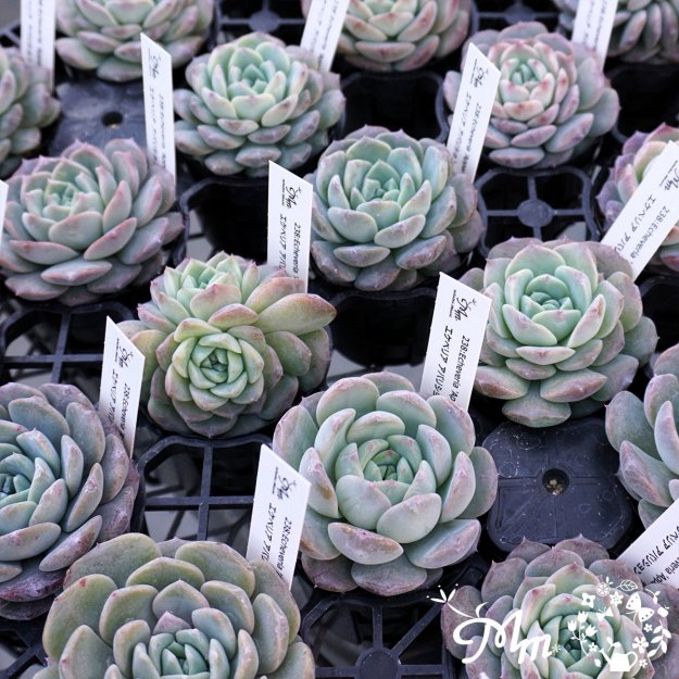 238:Echeveria 'Apparition'(٥ꥢ ѥꥷ)ѥݥå[¿ʪ]<img class='new_mark_img2' src='https://img.shop-pro.jp/img/new/icons6.gif' style='border:none;display:inline;margin:0px;padding:0px;width:auto;' />