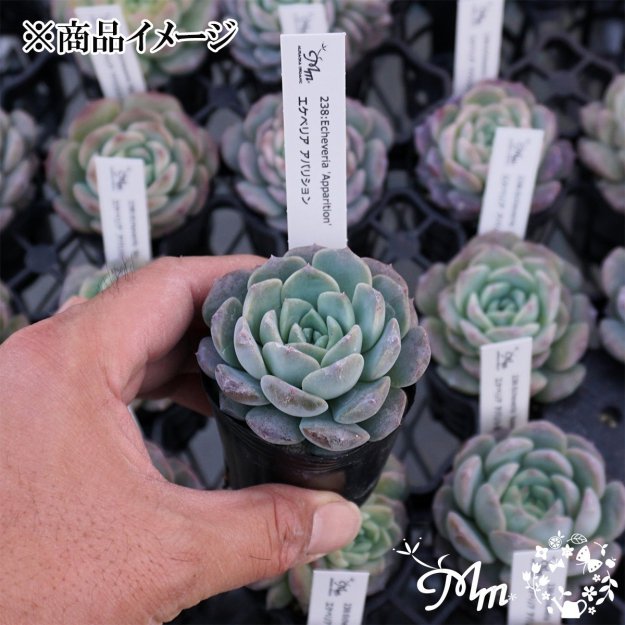 238:Echeveria 'Apparition'(٥ꥢ ѥꥷ)ѥݥå[¿ʪ]<img class='new_mark_img2' src='https://img.shop-pro.jp/img/new/icons6.gif' style='border:none;display:inline;margin:0px;padding:0px;width:auto;' />