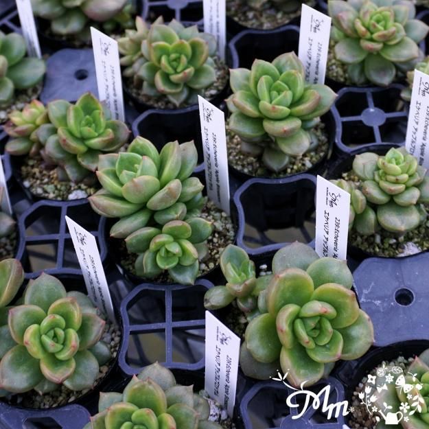 多肉 センペルAppleBlossom 多肉 センペルAppleBlossom 【公式通販】