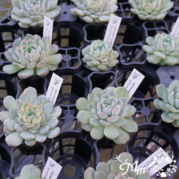 240:Echeveria 'Ice Green'(エケベリア アイスグリーン)6
