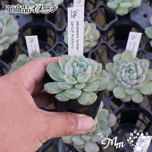 240:Echeveria 'Ice Green'(٥ꥢ ꡼)ѥݥå[¿ʪ]<img class='new_mark_img2' src='https://img.shop-pro.jp/img/new/icons6.gif' style='border:none;display:inline;margin:0px;padding:0px;width:auto;' />