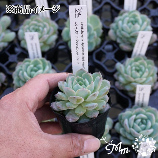 244:Echeveria 'Apparition Red Heart'(٥ꥢ ѥꥷ åɥϡ)ѥݥå[¿ʪ]<img class='new_mark_img2' src='https://img.shop-pro.jp/img/new/icons6.gif' style='border:none;display:inline;margin:0px;padding:0px;width:auto;' />