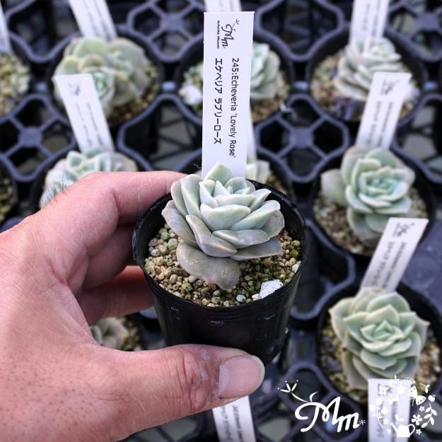 245:Echeveria 'Lovely Rose'(エケベリア ラブリーローズ)6