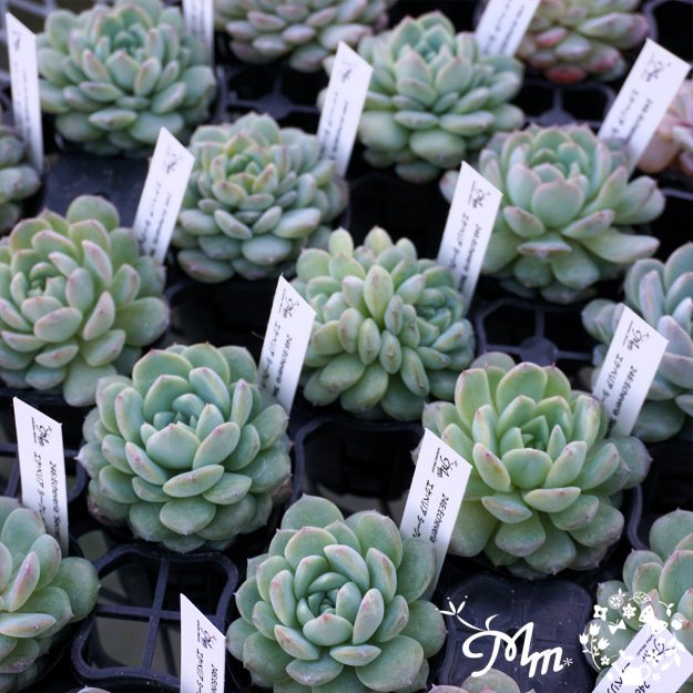 246:Echeveria 'Secret'(٥ꥢ å)ѥݥå[¿ʪ]<img class='new_mark_img2' src='https://img.shop-pro.jp/img/new/icons6.gif' style='border:none;display:inline;margin:0px;padding:0px;width:auto;' />