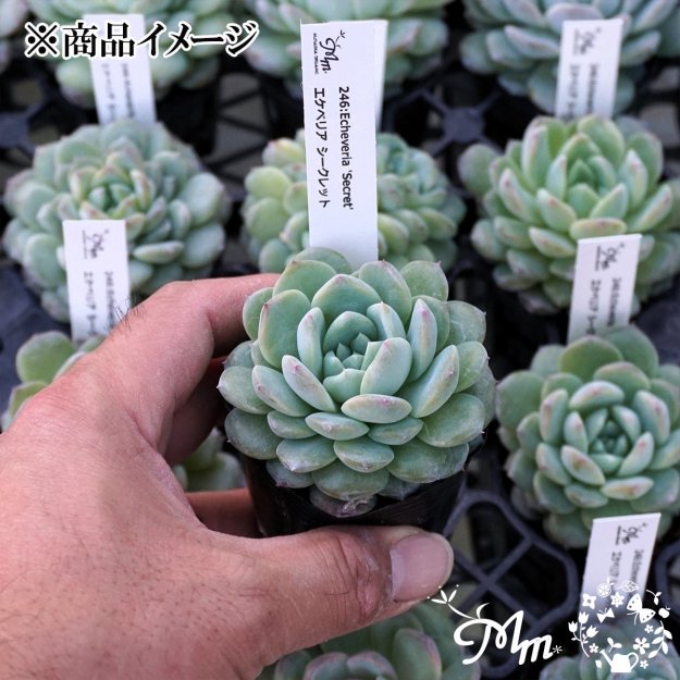 246:Echeveria 'Secret'(٥ꥢ å)ѥݥå[¿ʪ]<img class='new_mark_img2' src='https://img.shop-pro.jp/img/new/icons6.gif' style='border:none;display:inline;margin:0px;padding:0px;width:auto;' />