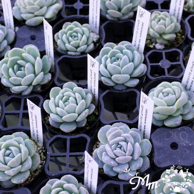 249:Echeveria 'Jade Butterfly'(٥ꥢ ɥХե饤)ѥݥå[¿ʪ]<img class='new_mark_img2' src='https://img.shop-pro.jp/img/new/icons6.gif' style='border:none;display:inline;margin:0px;padding:0px;width:auto;' />