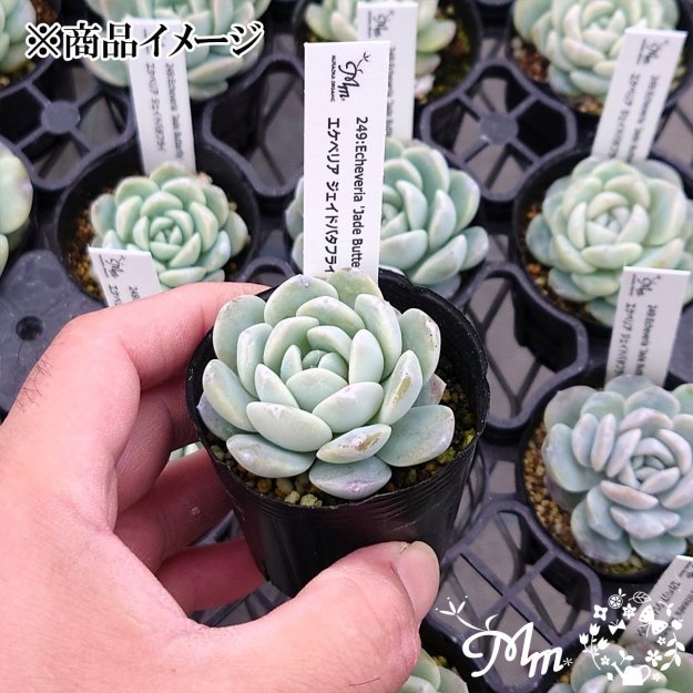 249:Echeveria 'Jade Butterfly'(٥ꥢ ɥХե饤)ѥݥå[¿ʪ]<img class='new_mark_img2' src='https://img.shop-pro.jp/img/new/icons6.gif' style='border:none;display:inline;margin:0px;padding:0px;width:auto;' />