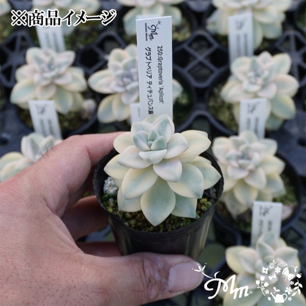 250:Graptoveria 'Aplicot'(ץȥ٥ꥢ ƥƥХ󥹶)ѥݥå[¿ʪ]<img class='new_mark_img2' src='https://img.shop-pro.jp/img/new/icons6.gif' style='border:none;display:inline;margin:0px;padding:0px;width:auto;' />