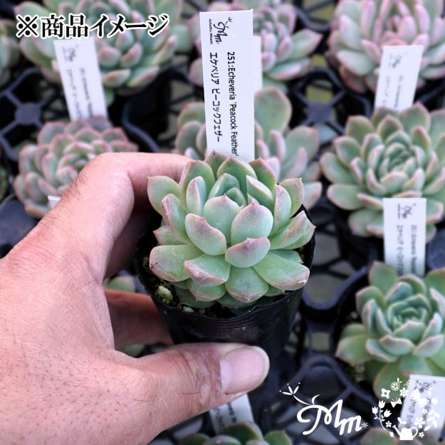 251:Echeveria 'Peacock Feather'(٥ꥢ ԡåե)ѥݥå[¿ʪ]<img class='new_mark_img2' src='https://img.shop-pro.jp/img/new/icons6.gif' style='border:none;display:inline;margin:0px;padding:0px;width:auto;' />