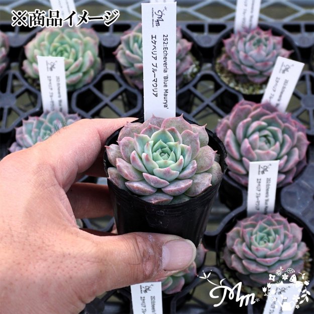 252:Echeveria 'Blue Maurya'(٥ꥢ ֥롼ޥꥢ)ѥݥå[¿ʪ]<img class='new_mark_img2' src='https://img.shop-pro.jp/img/new/icons6.gif' style='border:none;display:inline;margin:0px;padding:0px;width:auto;' />