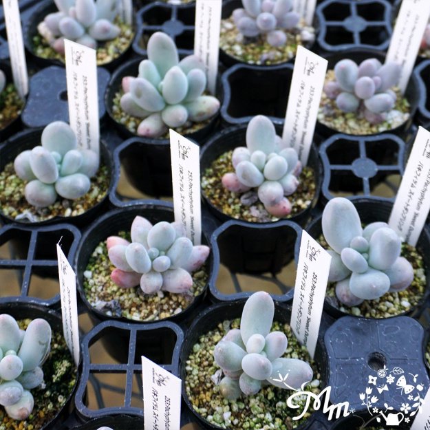 253:Pachyphytum 'Sweet Dumpling' (ѥեĥ ȥץ)ѥݥå[¿ʪ]<img class='new_mark_img2' src='https://img.shop-pro.jp/img/new/icons6.gif' style='border:none;display:inline;margin:0px;padding:0px;width:auto;' />