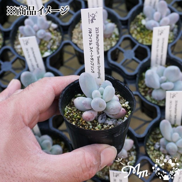 253:Pachyphytum 'Sweet Dumpling' (ѥեĥ ȥץ)ѥݥå[¿ʪ]<img class='new_mark_img2' src='https://img.shop-pro.jp/img/new/icons6.gif' style='border:none;display:inline;margin:0px;padding:0px;width:auto;' />