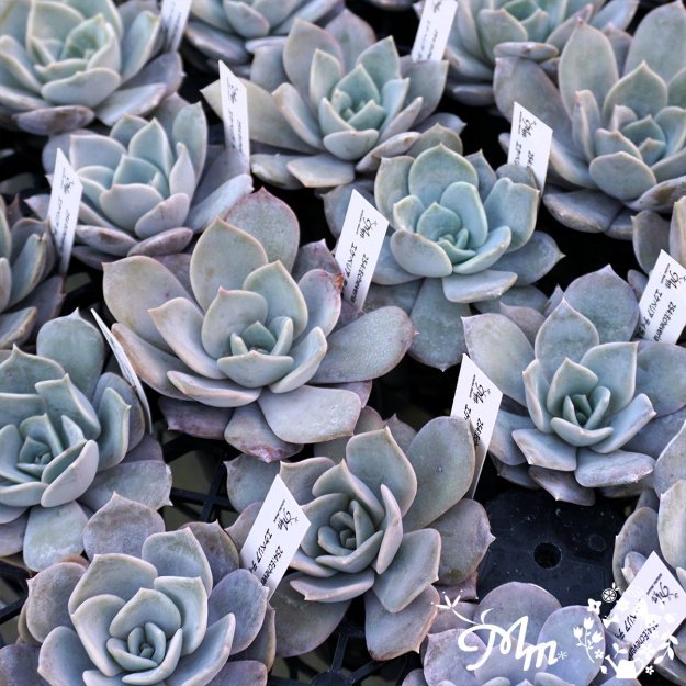 254:Echeveria 'Tiramisu'(٥ꥢ ƥߥ)ѥݥå[¿ʪ]<img class='new_mark_img2' src='https://img.shop-pro.jp/img/new/icons6.gif' style='border:none;display:inline;margin:0px;padding:0px;width:auto;' />