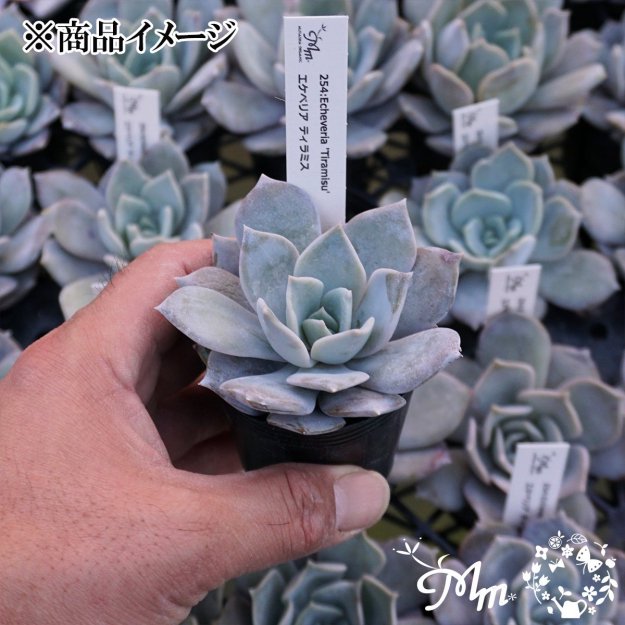 254:Echeveria 'Tiramisu'(٥ꥢ ƥߥ)ѥݥå[¿ʪ]<img class='new_mark_img2' src='https://img.shop-pro.jp/img/new/icons6.gif' style='border:none;display:inline;margin:0px;padding:0px;width:auto;' />