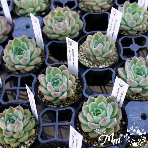 257:Echeveria 'Malgan'(٥ꥢ ޥ륬)ѥݥå[¿ʪ]<img class='new_mark_img2' src='https://img.shop-pro.jp/img/new/icons6.gif' style='border:none;display:inline;margin:0px;padding:0px;width:auto;' />