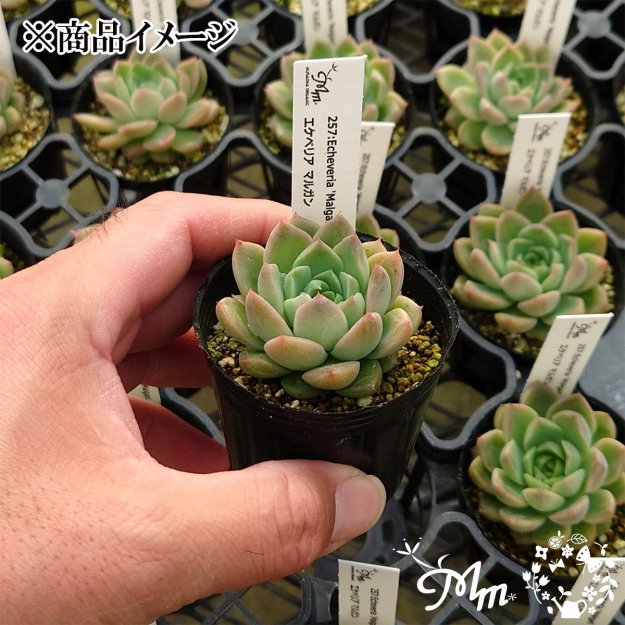 257:Echeveria 'Malgan'(٥ꥢ ޥ륬)ѥݥå[¿ʪ]<img class='new_mark_img2' src='https://img.shop-pro.jp/img/new/icons6.gif' style='border:none;display:inline;margin:0px;padding:0px;width:auto;' />