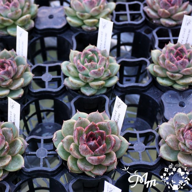 260:Echeveria 'Amethyst'(٥ꥢ ᥸)ѥݥå[¿ʪ]<img class='new_mark_img2' src='https://img.shop-pro.jp/img/new/icons6.gif' style='border:none;display:inline;margin:0px;padding:0px;width:auto;' />